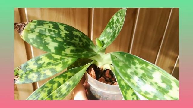 Пафиопедилум Мауди (Paphiopedilum Maudiae) смотреть онлайн