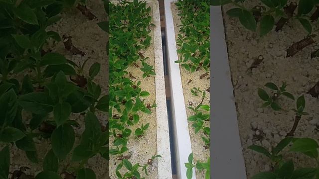 Саженцы Гортензии метельчататые мы не укореняем и не черенкуем почкой. #гортензия#черенкование смотреть онлайн