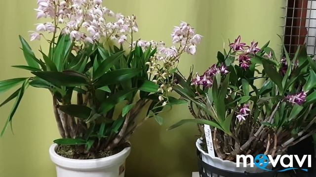 Дендробиум кинга.Dendrobium kingianum.Раскрыл свои бутончики. смотреть онлайн