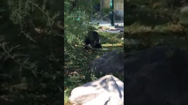 Панда плохо себя ведёт! смотреть онлайн