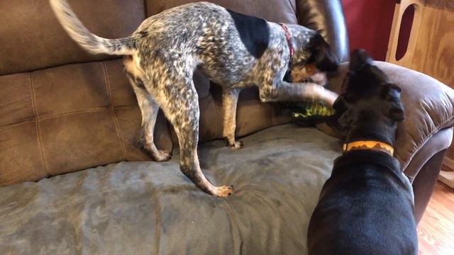 Gibson & Jolene смотреть онлайн