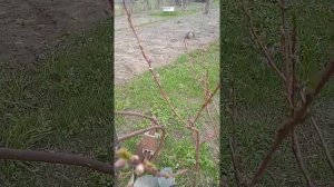 персики и нектартнка в средней полосе