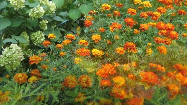 Грибок - безопасное лечение смотреть онлайн