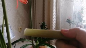 ГИППЕАСТРУМ отцвел, но выпустил новые стрелки с цветами. Правильно ли я ухаживают за ним?