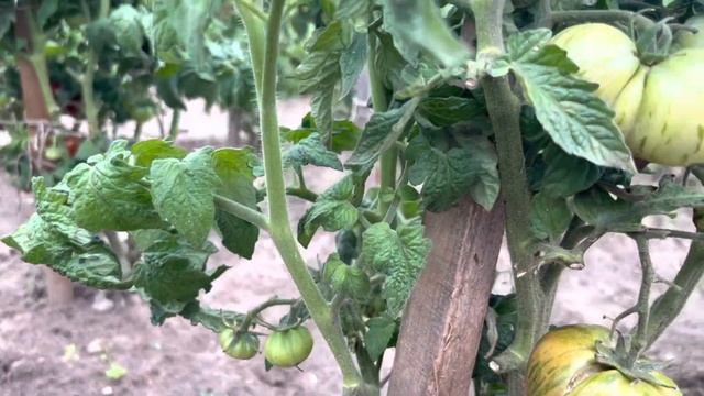 Обзор томатов из серии dwarf гном томатный. Июль 2022 смотреть онлайн