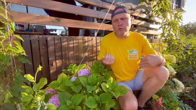 Легко и правильно лечим хлороз!!! смотреть онлайн