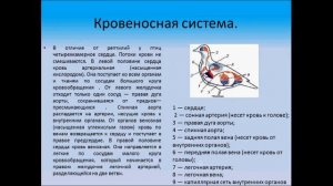 Внутреннее строение птиц. Биология 7класс