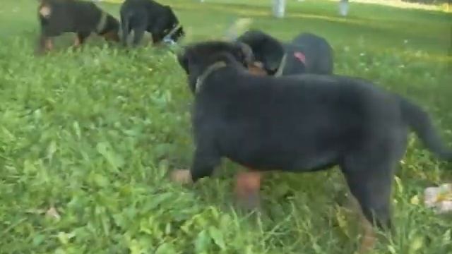 Lug De Burg, щенки ротвейлера Imperiya Top Black