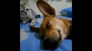 Как пердят животные