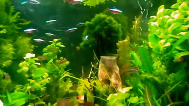 #Aquarium. Риччия и кладофора. смотреть онлайн