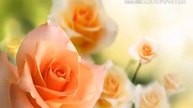 Какой ты цветок по знаку зодиака смотреть онлайн