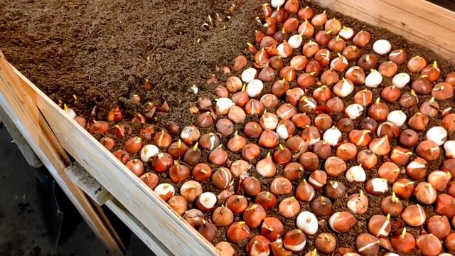 Высаживаем ТЮЛЬПАНЫ зимой для 8 марта || Бизнес на миллион #15 смотреть онлайн