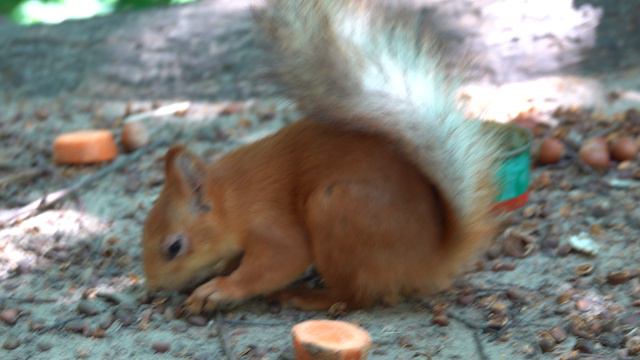 Бельчонок с морковкой. Белка с Глазиком и хитрая белка смотреть онлайн