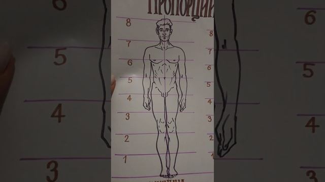ПРОПОРЦИИ ТЕЛА человека/ Как рисовать #shorts смотреть онлайн