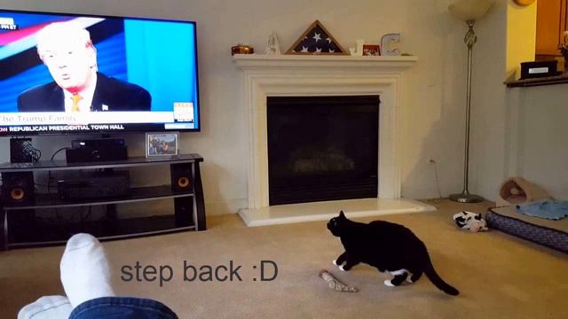 Cat Runs away when watching Donald Trump on tv show v.funny ? смотреть онлайн