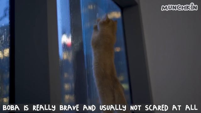 Day 1 to 90: Growing Up New Kitten Boba смотреть онлайн