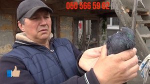 Продам голубей.