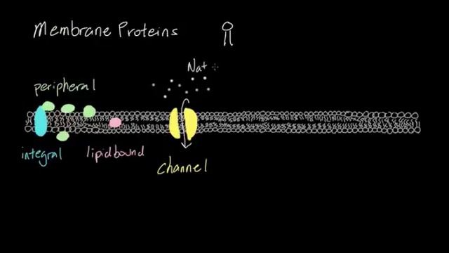 Cell membrane proteins | Cells | MCAT | Khan Academy смотреть онлайн
