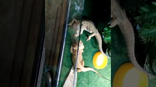 Кормление Бородатых Агам.Мраморные тараканы