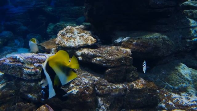 Спокойная музыка для вашего расслабления#расслабление #аквариум #relaxation смотреть онлайн