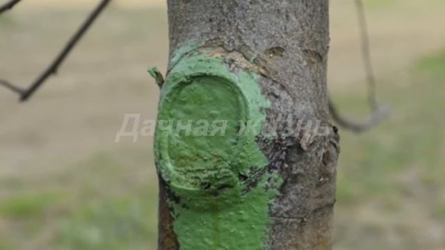 Как приготовить садовый вар - How to cook garden pitch смотреть онлайн