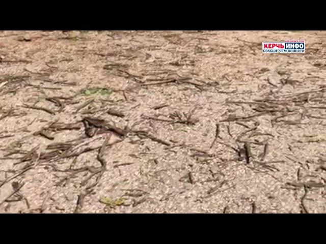 Сухостой упал на провода: керчане жалуются на бездействие УК смотреть онлайн
