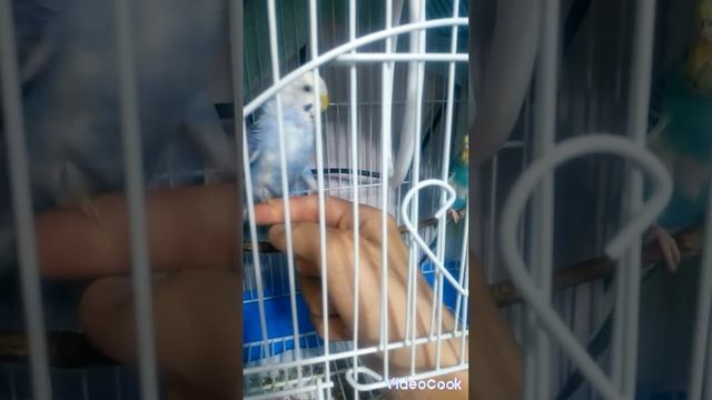 самые красивые и милые попугайчики ??? смотреть онлайн