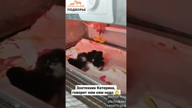 Наш брудер в хозяйстве Анны Адамовой смотреть онлайн