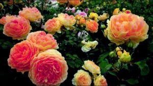 Счастье сердце мне переполнило