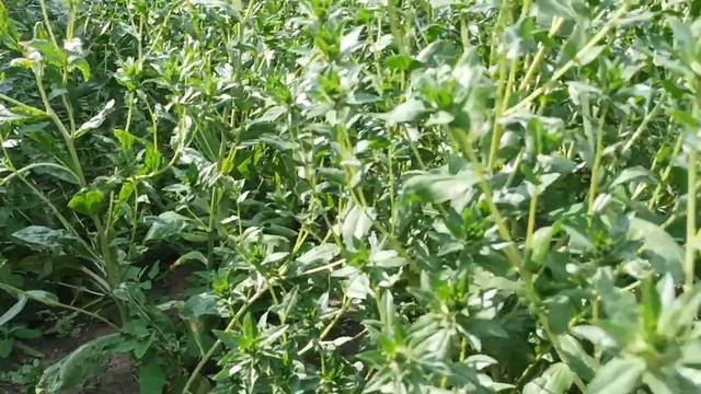 Сафлор (шафран) цветок для флористов и на чай// посадка, проблемы и особенности / 2023