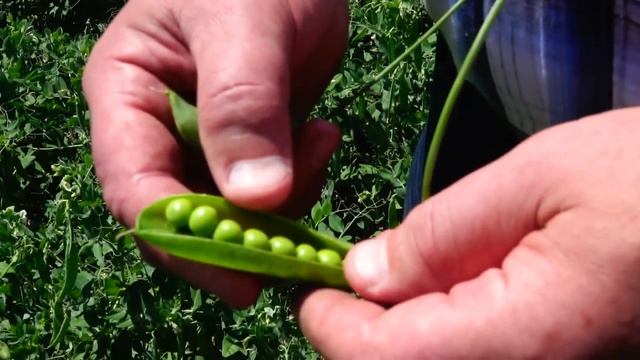 Лучшие сорта раннеспелого гороха овощного от Крымской ОСС Кубани. #сюжет смотреть онлайн