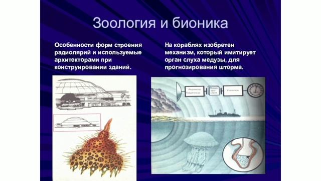 Бионика. Разделы и направления бионики. Примеры смотреть онлайн