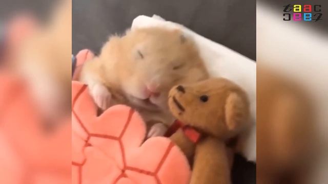 ВЕСЕЛЫЕ ХОМЯЧКИ / ВИДЕО ПРИКОЛЫ С ХОМЯКАМИ НОВОЕ / FUNNY HAMSTERS смотреть онлайн