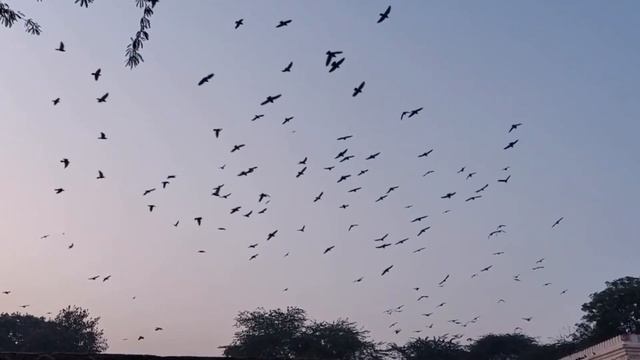 М. Глинка - М. Балакирев "Жаворонок" смотреть онлайн