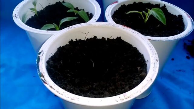 что делать если вытянулась рассада перца смотреть онлайн