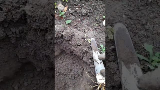 Дача день за днем. Посадка лилий летом. смотреть онлайн