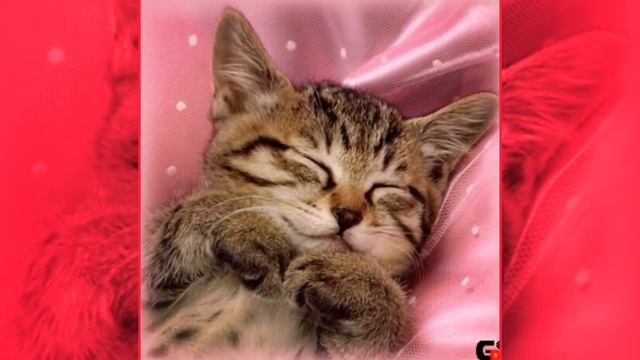 Самые милые котята в мире | Scientific Facts смотреть онлайн