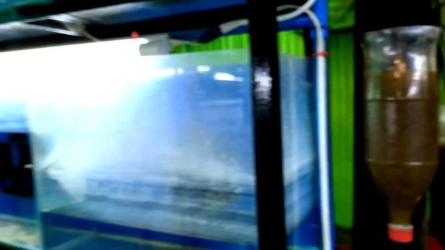 Master Breeder Guppy Fish Tour! Amazing Fish Farm смотреть онлайн