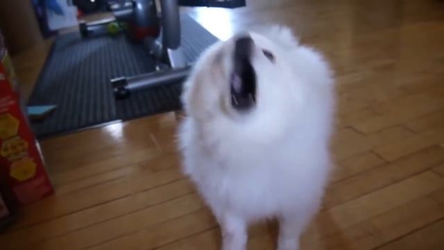 YTPMV | Super Mario World ( Gabe The Dog RMX ) смотреть онлайн
