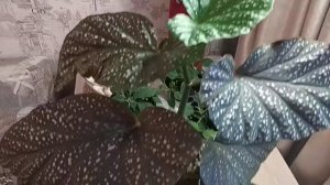 #БЕГОНИЯ ПЯТНИСТАЯ. Украшение интерьера.