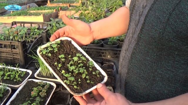 ВЕЧНОЦВЕТУЩАЯ БЕГОНИЯ-ПИКИРОВКА В СТАКАНЫ. ЛЮПИН, ЗАЙЦЕХВОСТ и некоторые другие многолетки! смотреть онлайн