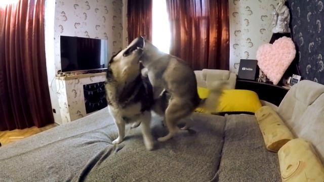 ВЯЗКА СОБАК | ЧТО ТО ПОШЛО НЕ ТАК | маламуты : сучка и кобель ДОМИНАНТНОСТЬ смотреть онлайн