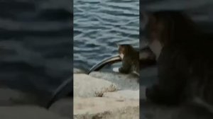 Рыбак на вес золота