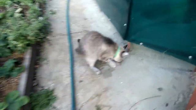 Кошка Сима, котенок Лера и мышка смотреть онлайн