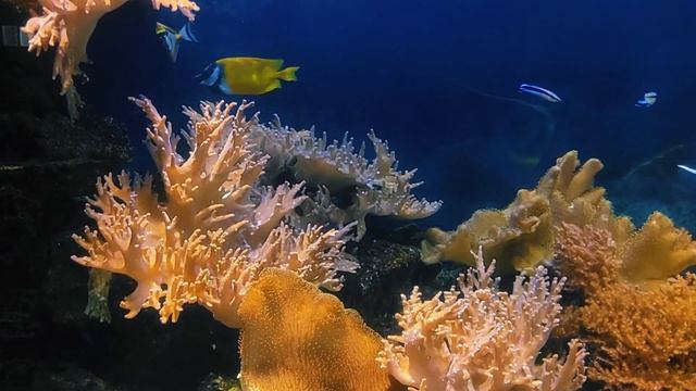 Аквариумные рыбы #video #live #квариумныерыбfы смотреть онлайн