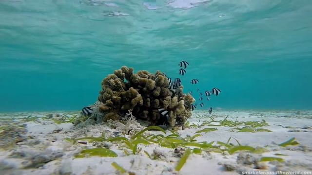 Floating Plastic Pollution - Coral Bleaching I World Oceans Day смотреть онлайн
