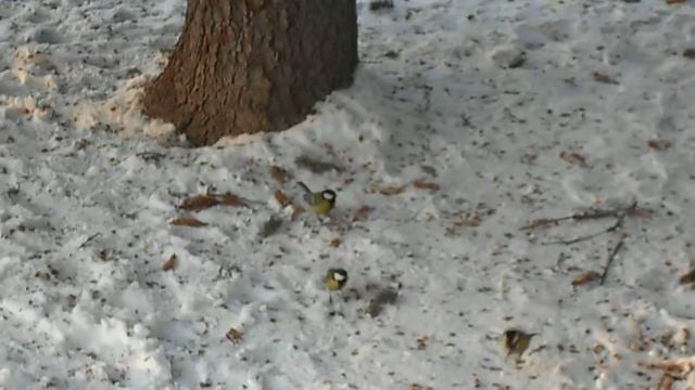 СИНИЧКИ! смотреть онлайн