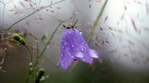 ♫  Юрий Гуляев - «Желаю вам» , музыка Юрий Гуляев, стихи  Роберт Рождественский