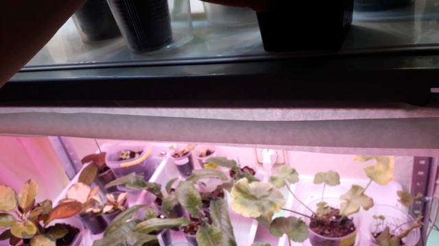 мои новые сорта пеларгоний ?посадка черенка эплблоссом смотреть онлайн