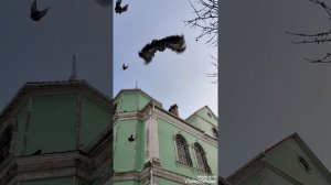 Николаевские торцовые голуби